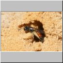 Mimesa sp - Grabwespe w01a 9mm mit Zikade.jpg